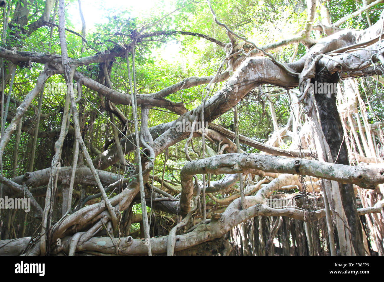 Banyan Tree radici Foto Stock