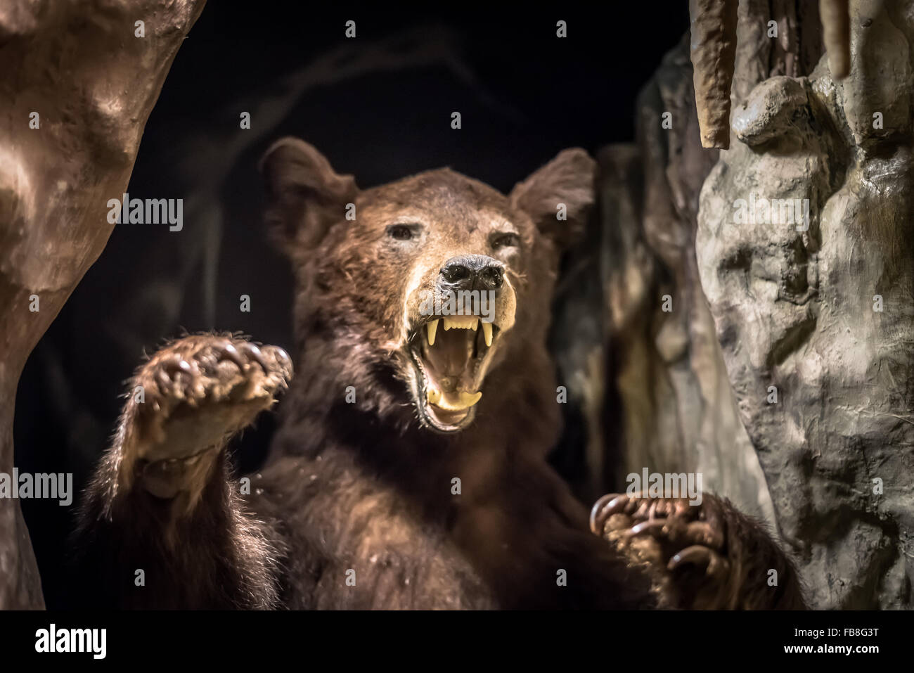 Un Europeo ripiene grizzly orso bruno raffigurato in una grotta nel museo, Buxton, Derbyshire, Regno Unito. Foto Stock