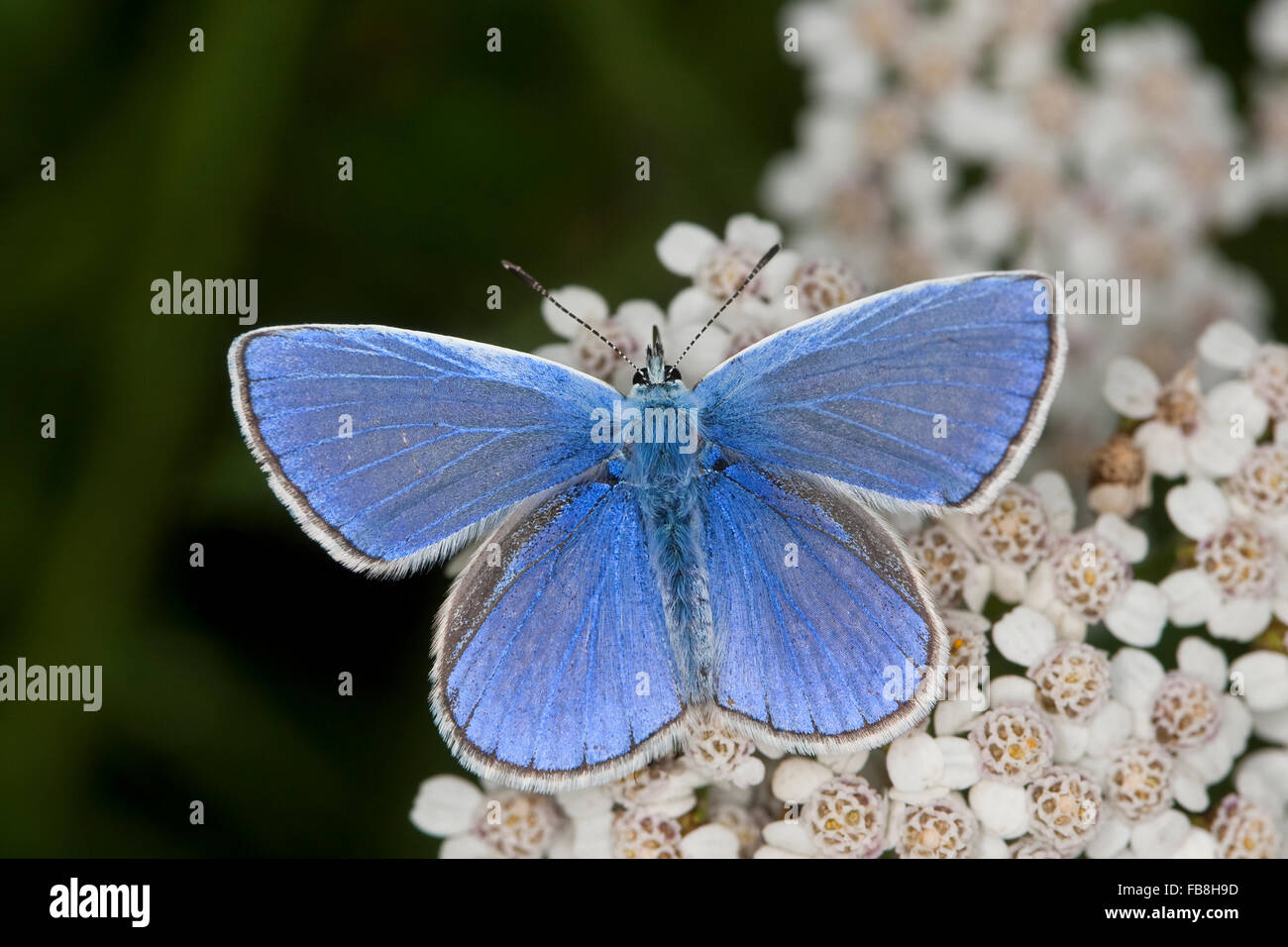 Blu comune, maschio, Hauhechelbläuling, Hauhechel-Bläuling, Gemeiner Bläuling, Männchen, Polyommatus icarus, Lycaena icarus Foto Stock