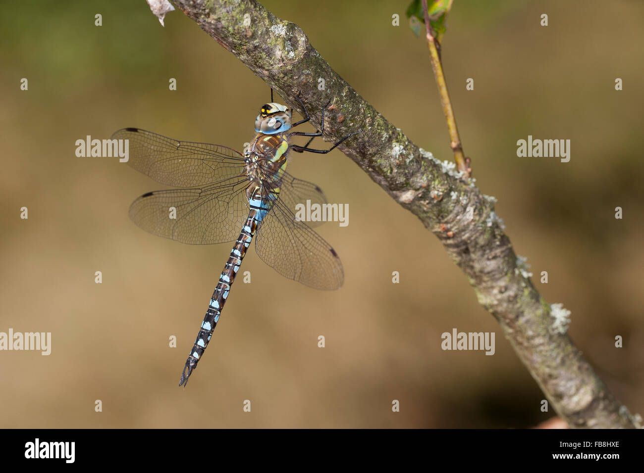 Scarsa aeshna, migrante hawker, maschio, Herbst-Mosaikjungfer, Mosaikjungfer, Herbstmosaikjungfer, Männchen, Aeshna mixta Aeschna Foto Stock