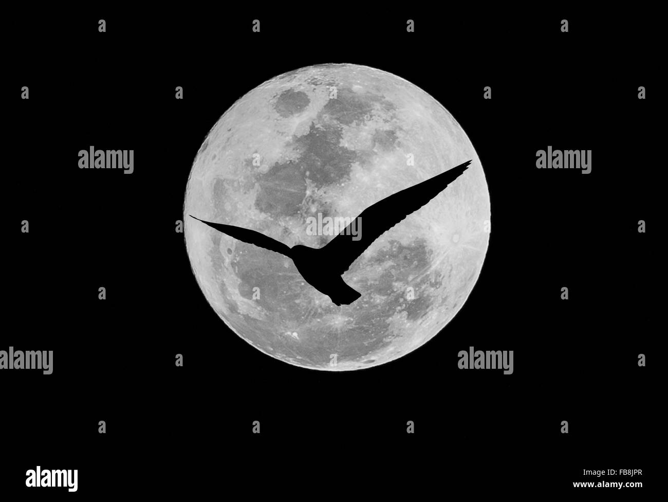 Stagliano seagull è volare con lo sfondo è un grande luna Foto Stock