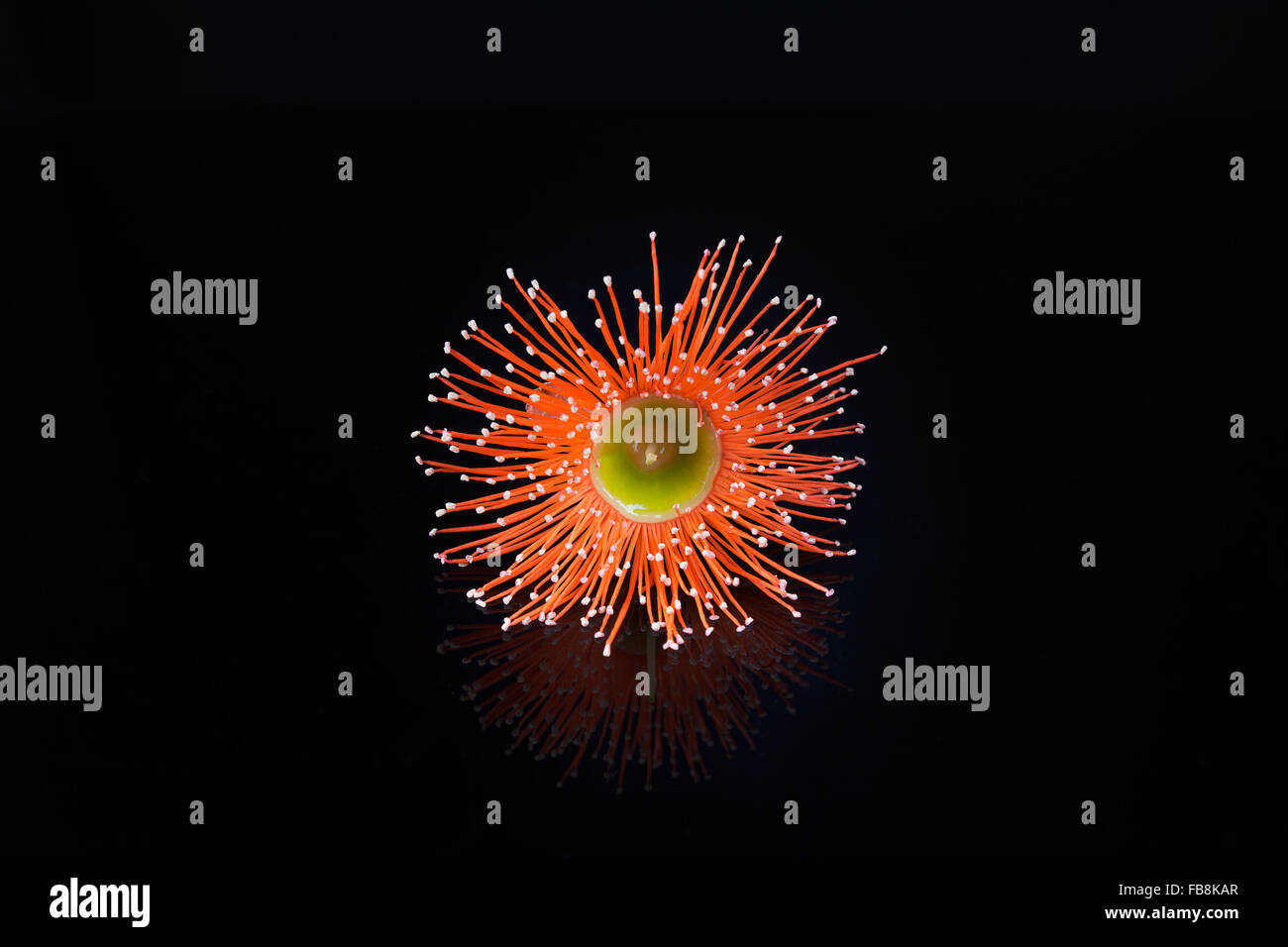 Extreme closeup di un bel colore arancione fiore di eucalipto isolato su sfondo nero Foto Stock