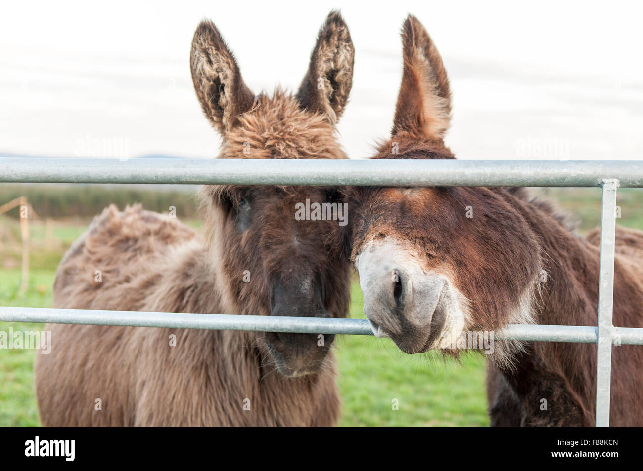 Due asini guardare attraverso un cancello in un campo nei pressi di Ballydehob, West Cork, Irlanda. Foto Stock