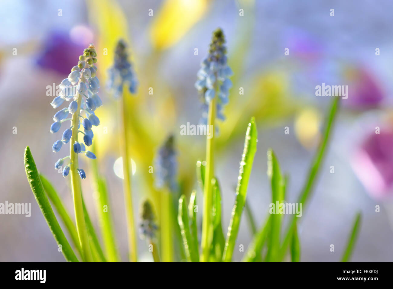 Muscari neglectum fiori nel giardino di primavera Foto Stock