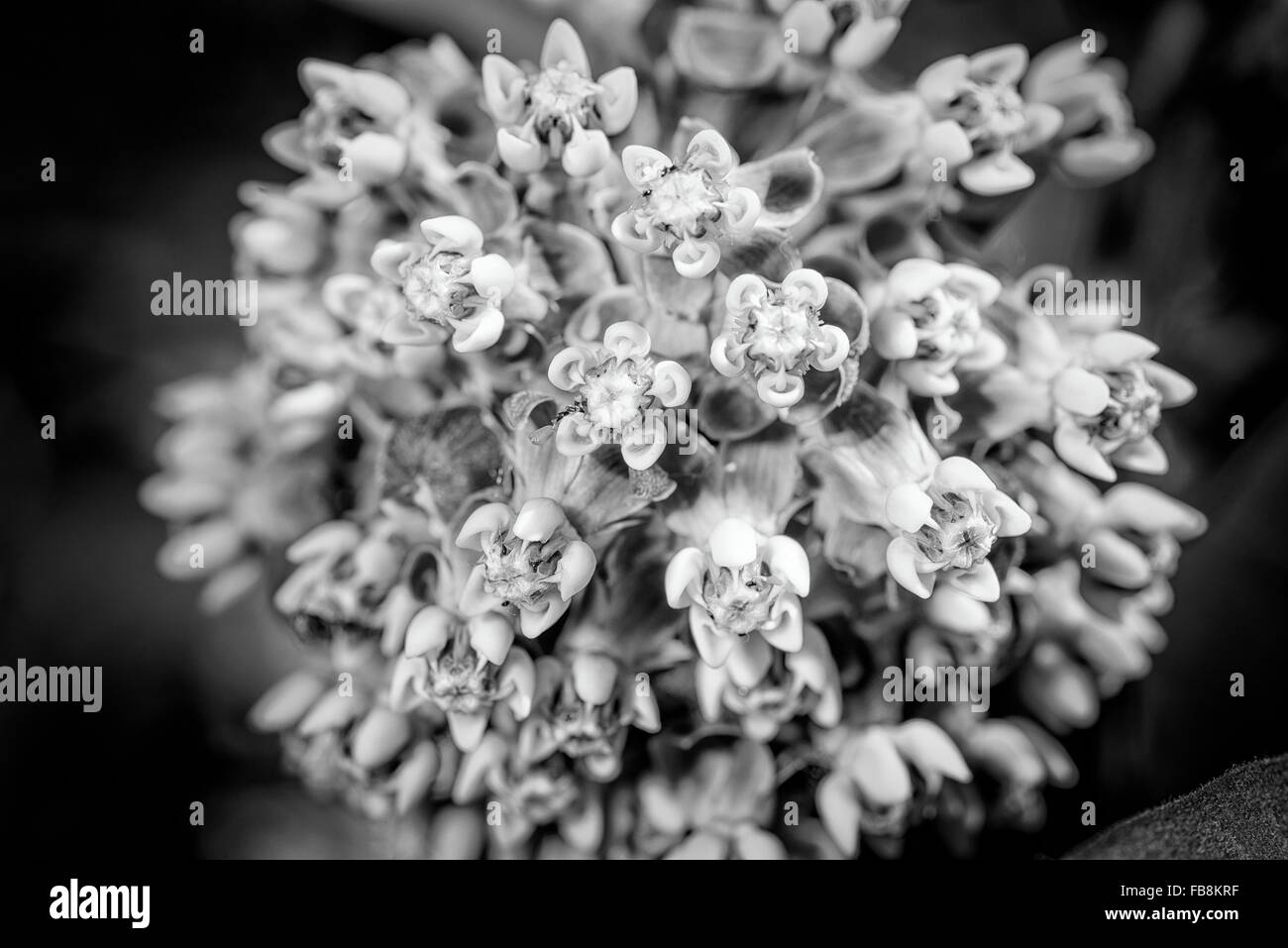 Macro di una rosa e bianco fiore Milkweed nel prato sotto il caldo sole di primavera Foto Stock