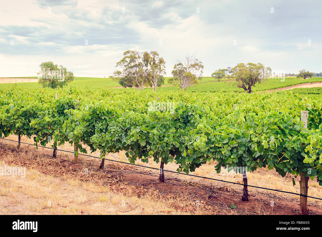 La Barossa Valley vinerie durante un giorno di estate in Sud Australia. Tonificanti e cross-elaborazione applicata Foto Stock