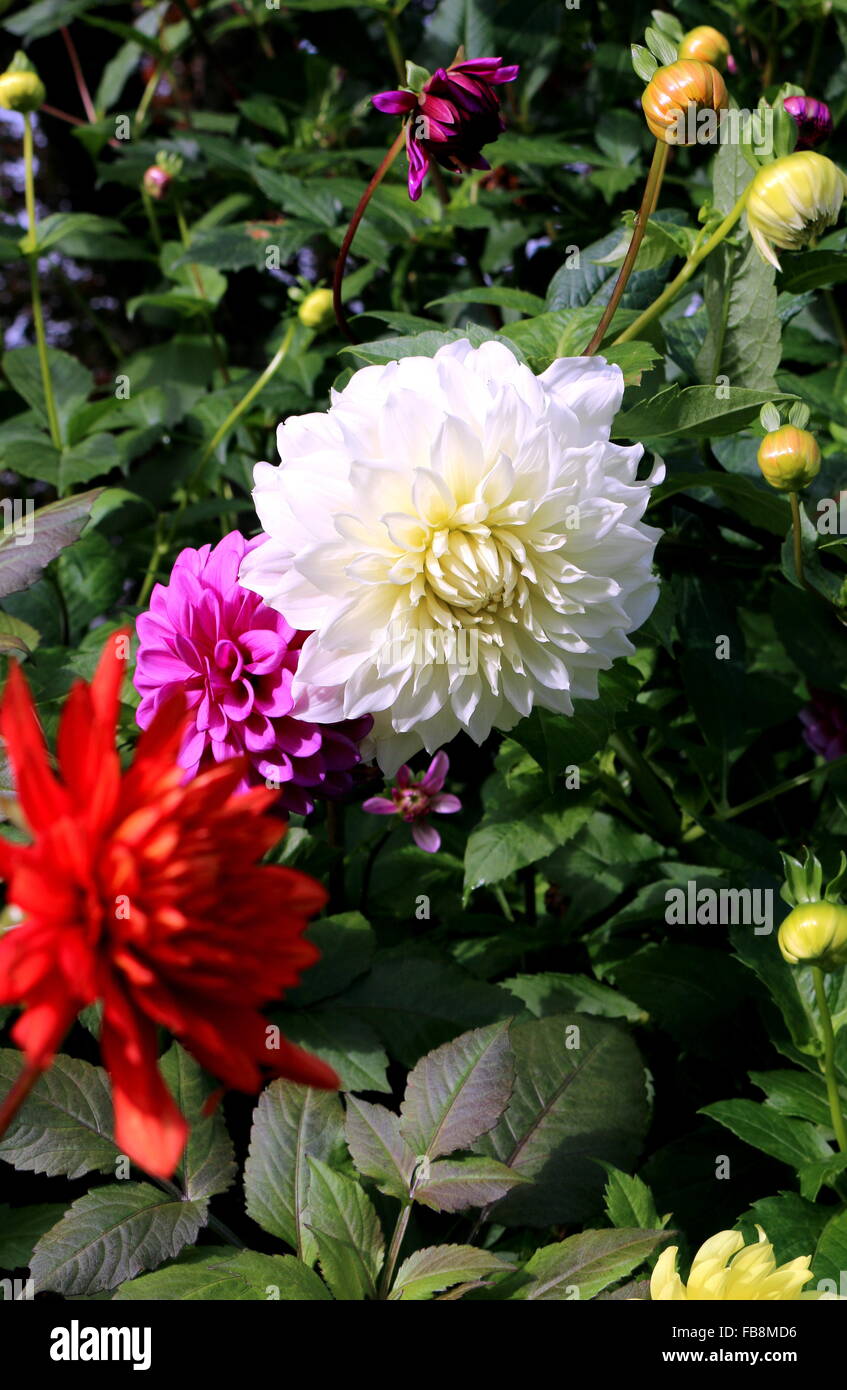 Dahlia colorati in Butchart Gardens Foto Stock