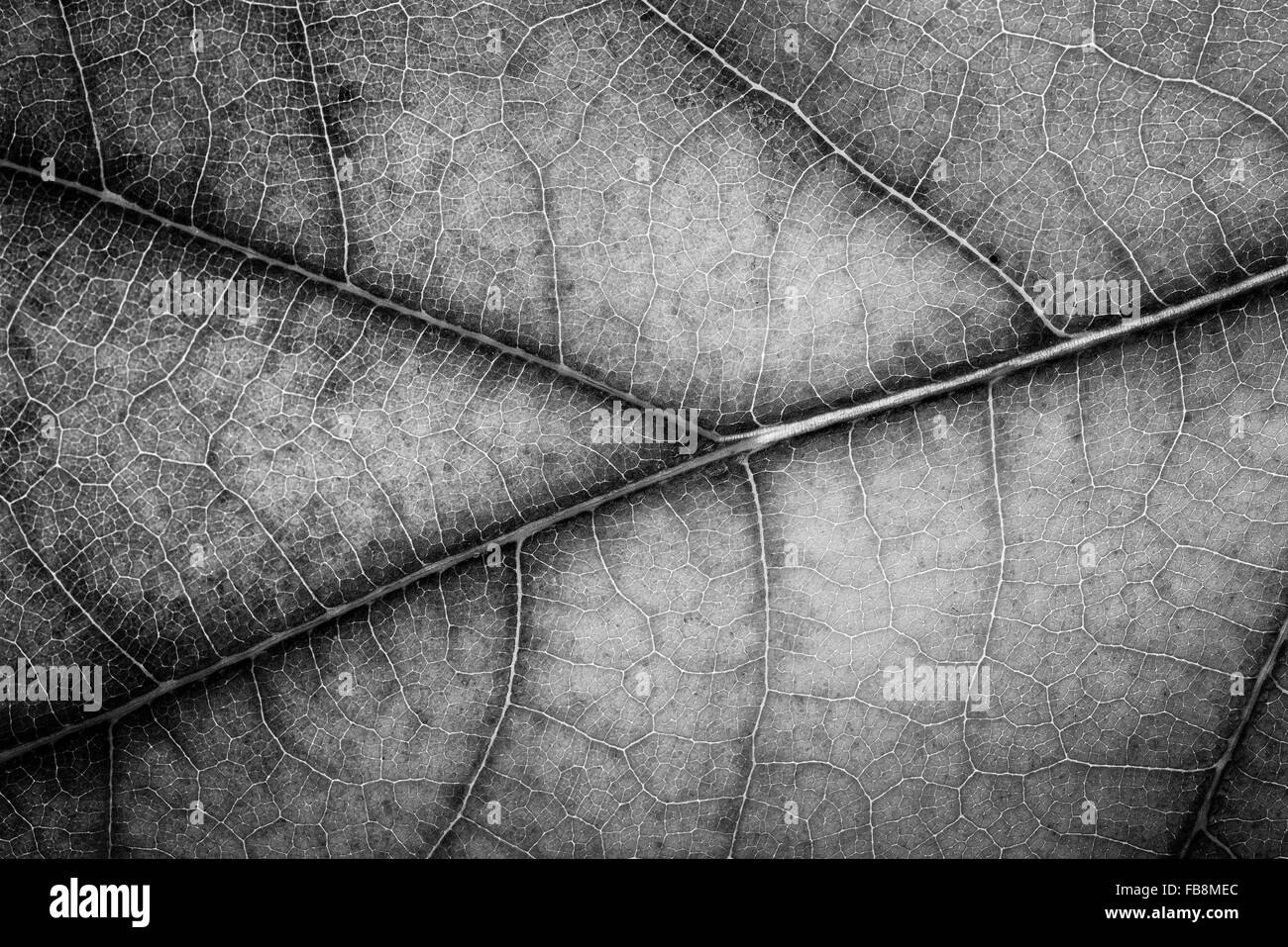 Macro di una quercia con foglie di autunno colori Foto Stock