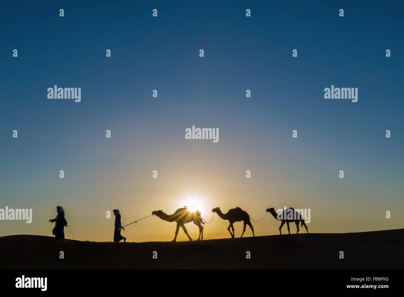 Nomads con dromedari (cammelli) all'alba nel deserto del Sahara in Marocco. Foto Stock