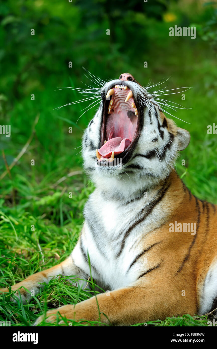 Tigri Amur su un prato in giorno di estate Foto Stock