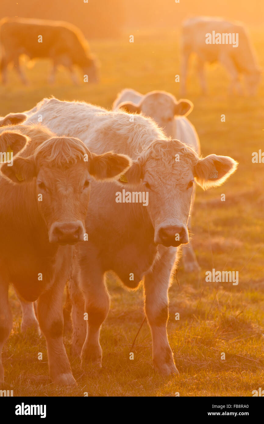 La Svezia, Skane, Torna Hallestad, mucche al pascolo Foto Stock