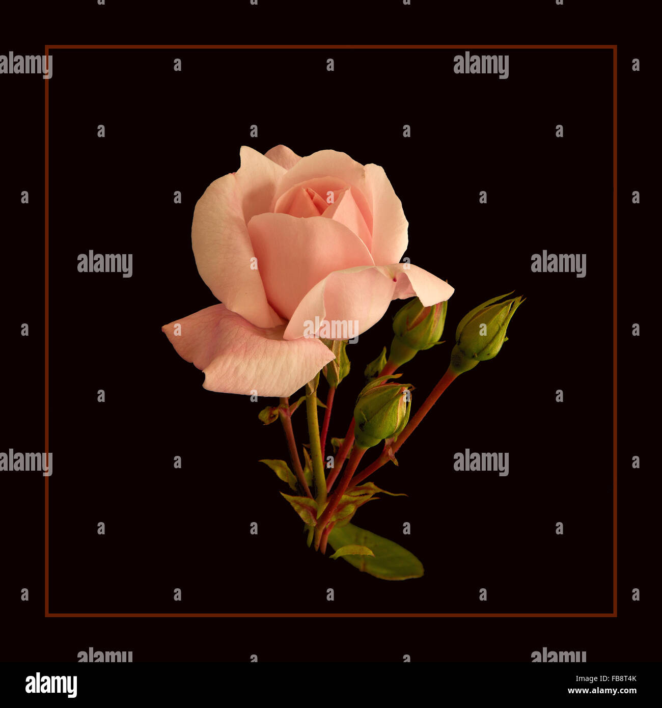 Rosa nuova alba 2 Foto Stock