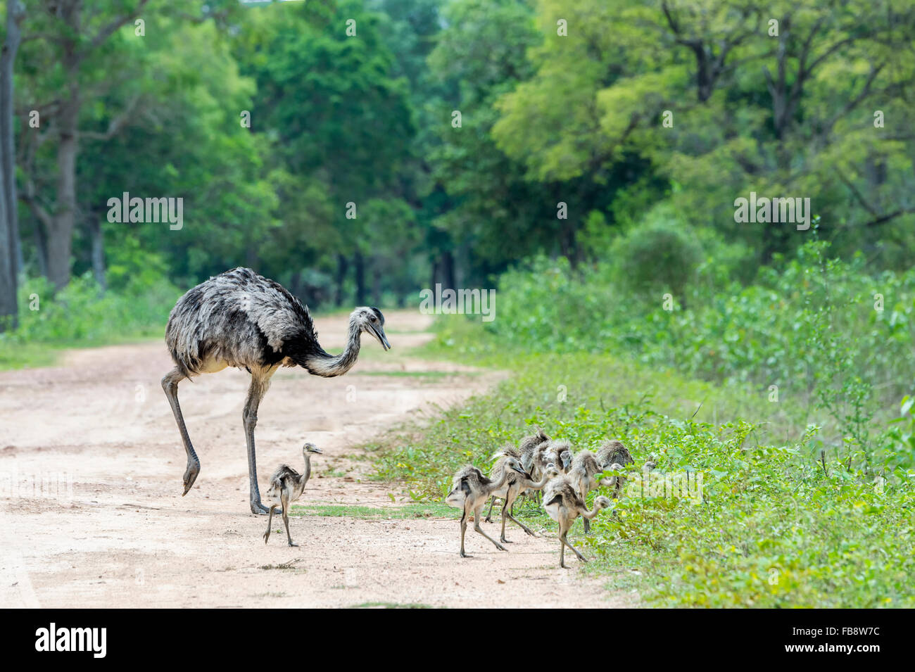 Maggiore Rhea (Rhea americana) attraversando un percorso con pulcini, Pantanal, Mato Grosso, Brasile Foto Stock