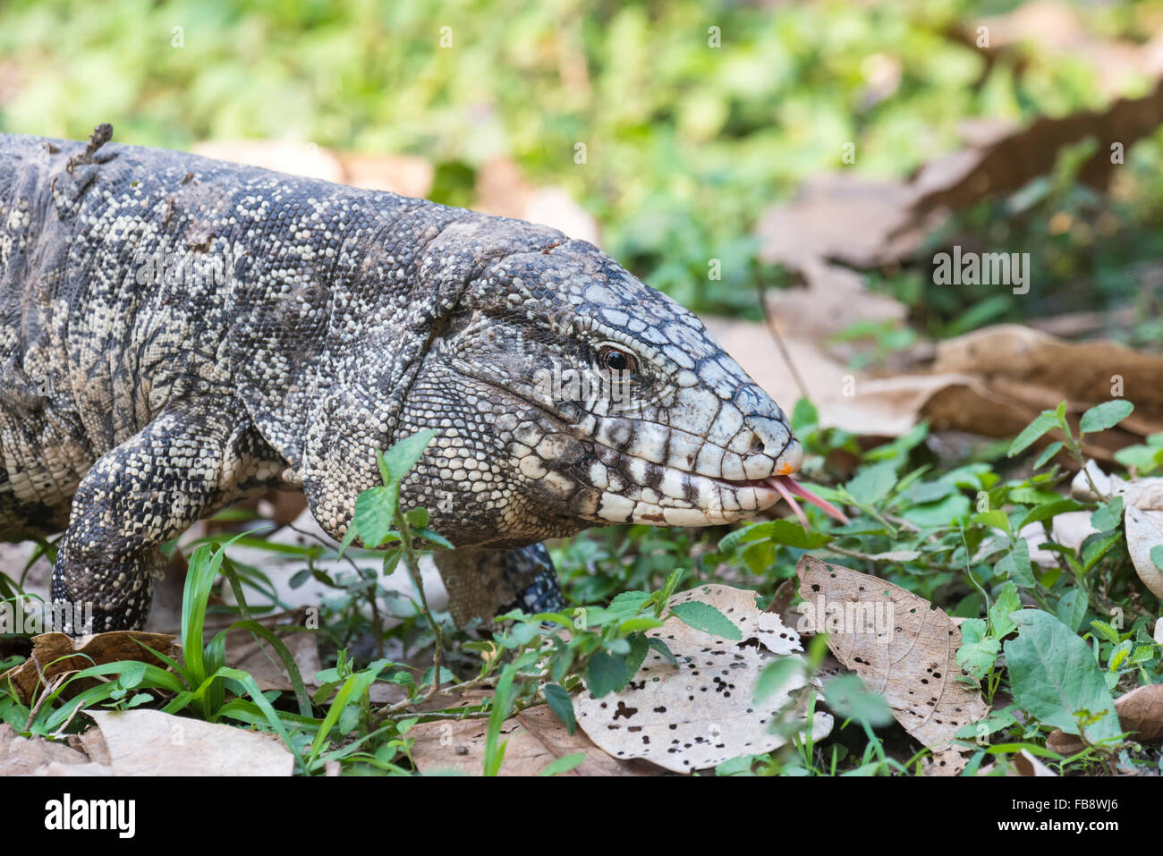 Bianco e nero, Tegu Tupinambis merianae), Pantanal, Brasile Foto Stock