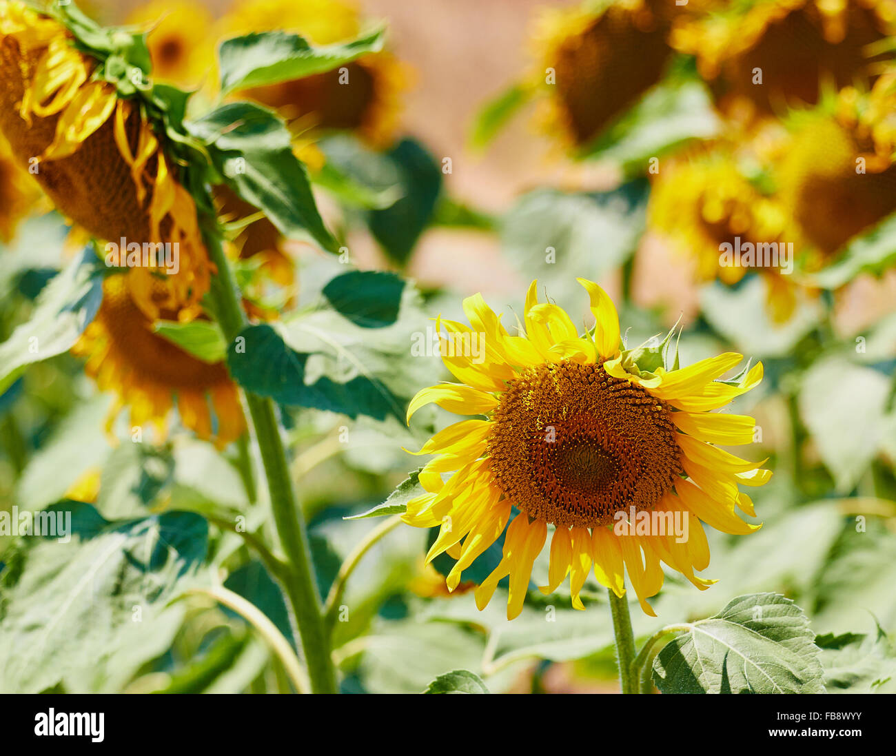Girasole (Helianthus) Puglia Puglia Italia Europa Foto Stock