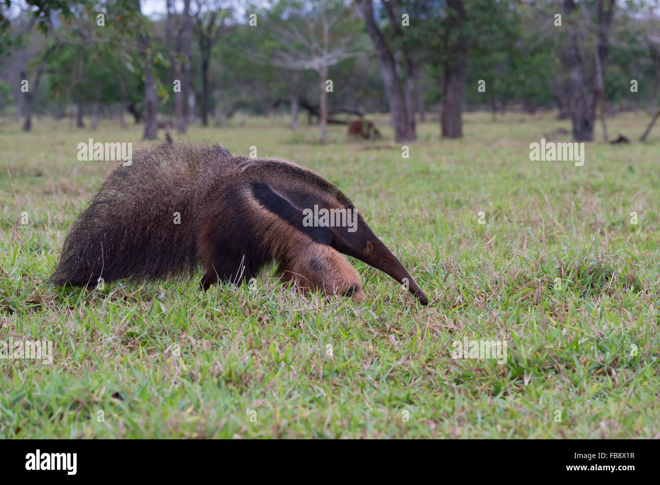 Giant Anteater (Myrmecophaga tridactyla), Mato Grosso, Brasile Foto Stock