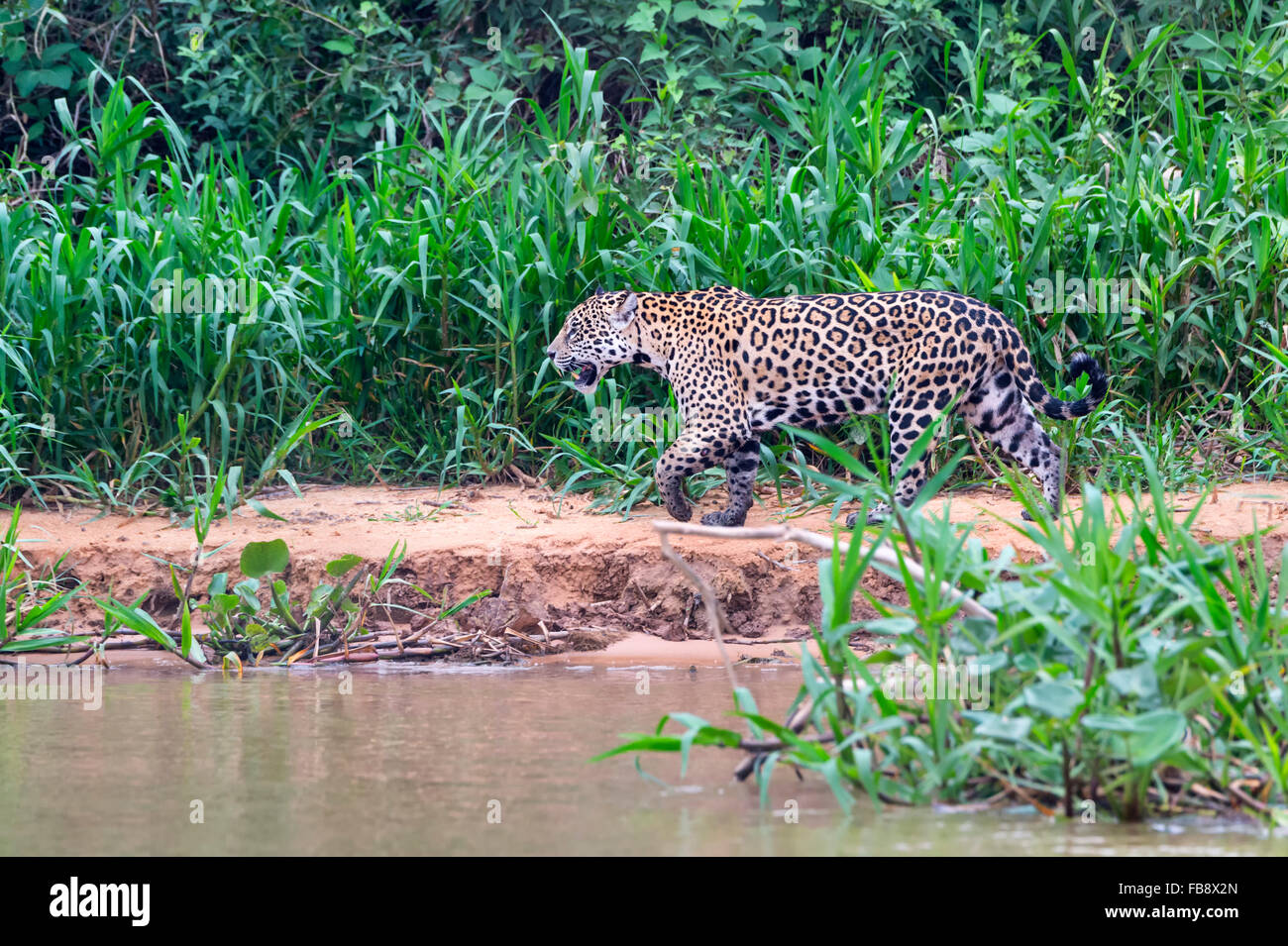 Jaguar (Panthera onca), Cuiaba river, Pantanal, Mato Grosso, Brasile Foto Stock