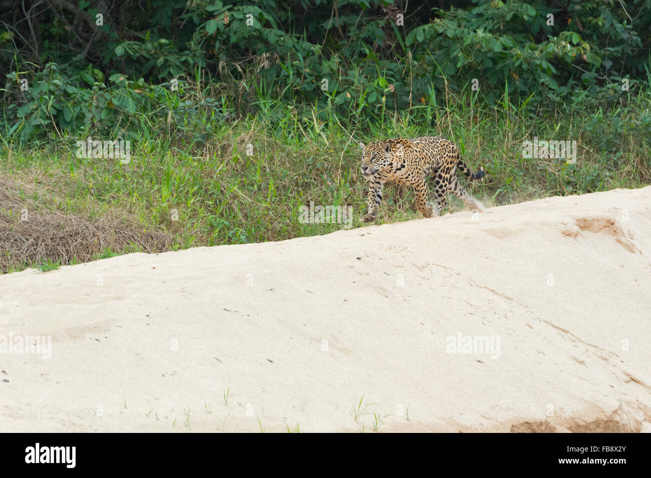 Jaguar (Panthera onca), Cuiaba river, Pantanal, Mato Grosso, Brasile Foto Stock