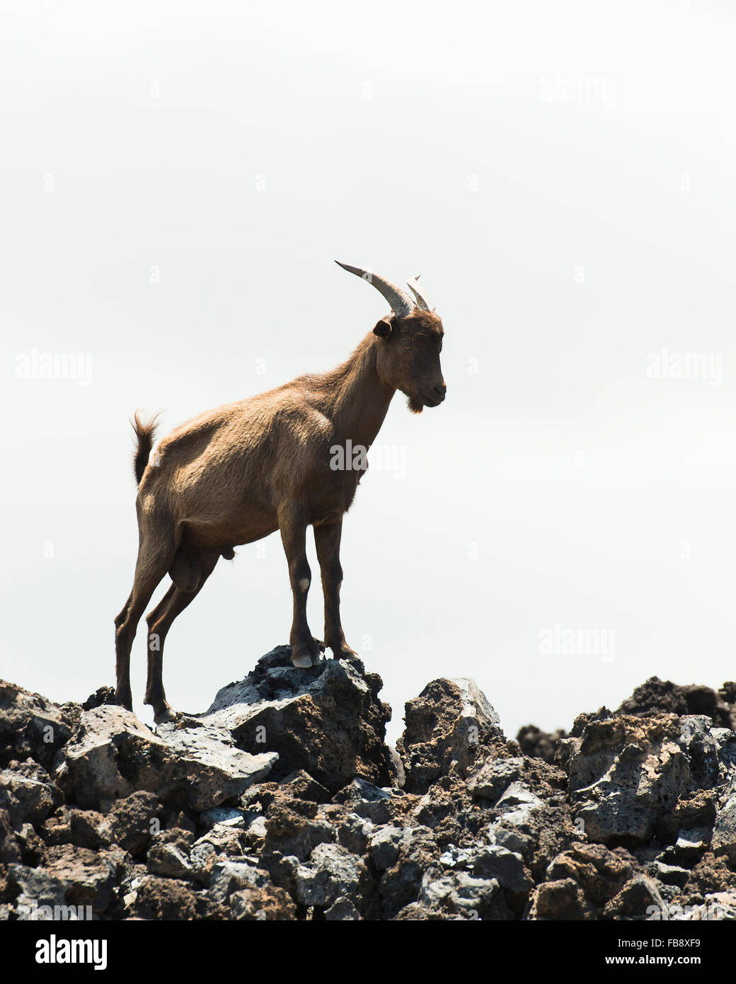 Capre selvatiche in Hawaii Foto Stock