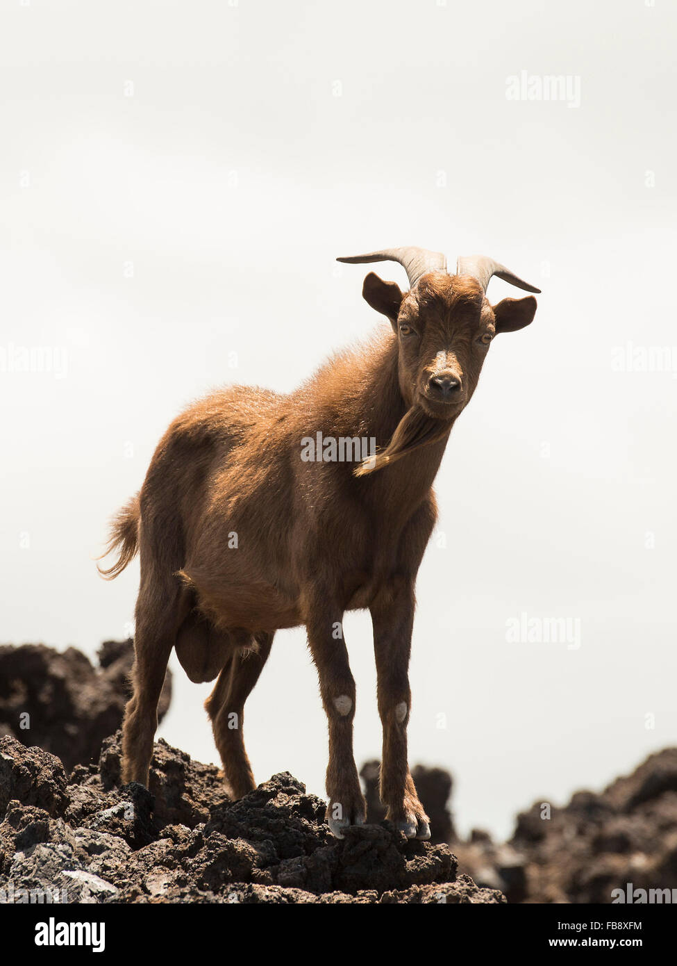Capre selvatiche in Hawaii Foto Stock