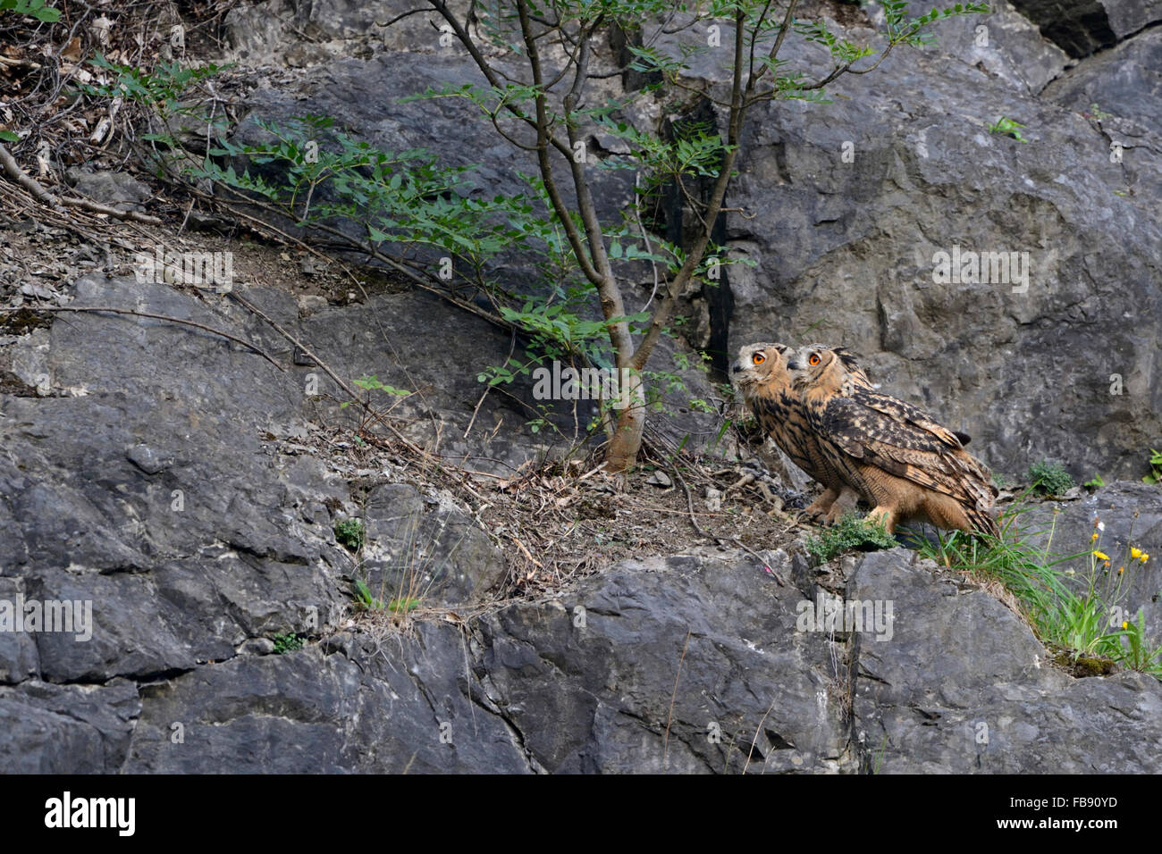 Due gufi dell'aquila del Nord ( bubo bubo ) si trovano uno accanto all'altro su un bordo roccioso di una vecchia cava, fauna selvatica, Europa, Germania. Foto Stock Due gufi dell'aquila del Nord ( bubo bubo ) si trovano uno accanto all'altro su un bordo roccioso di una vecchia cava, fauna selvatica, Europa, Germania. Foto Stock