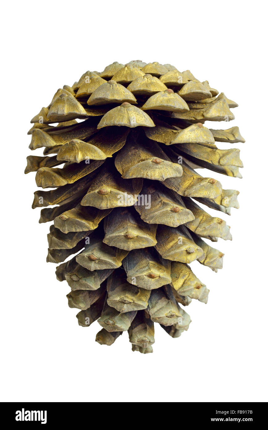 Natale Golden pino decorazione cono isolato su sfondo bianco Foto Stock