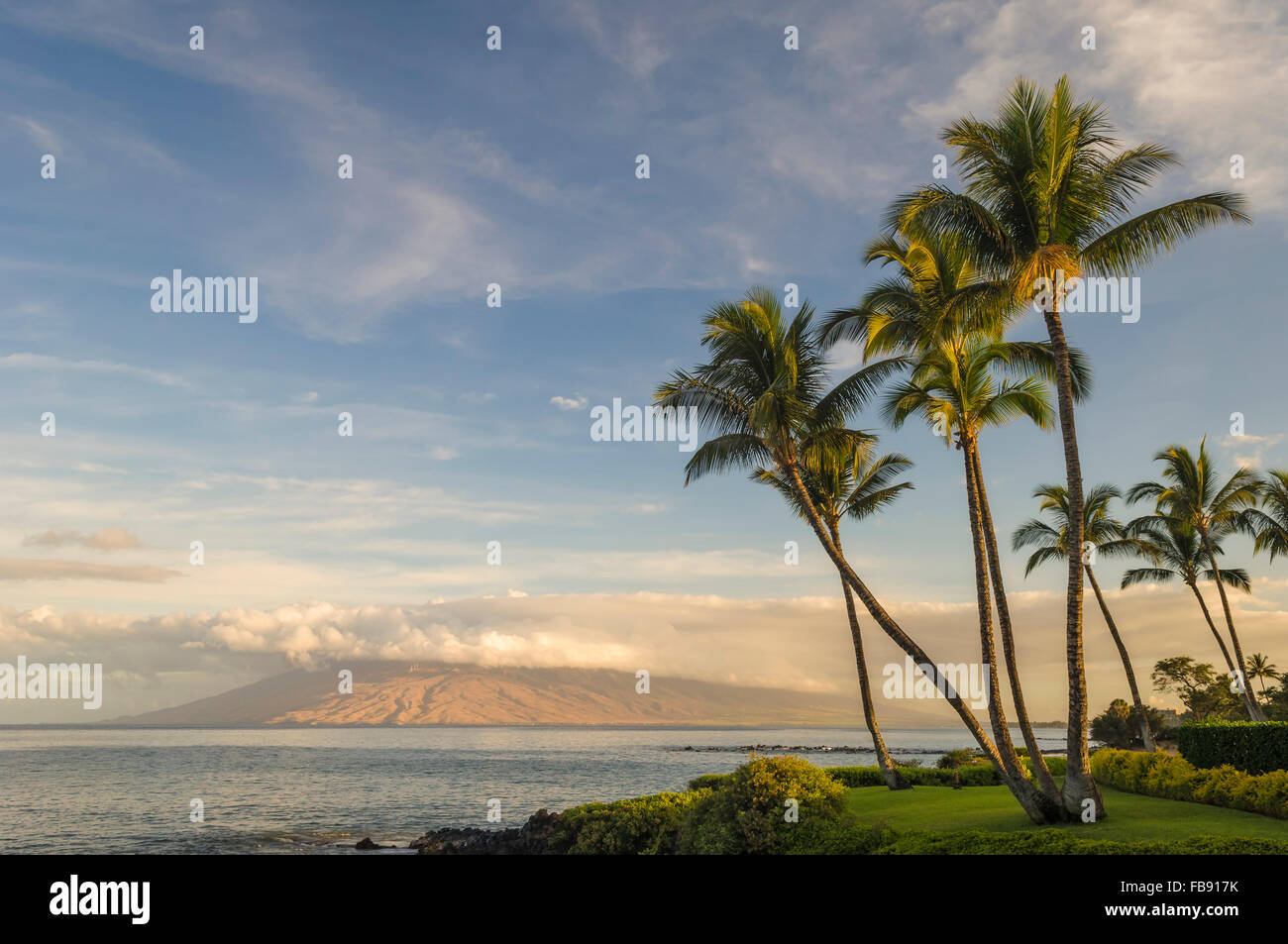 Palme di cocco e montagne di West Maui in mattina presto luce da Wailea; Maui, Hawaii. Foto Stock