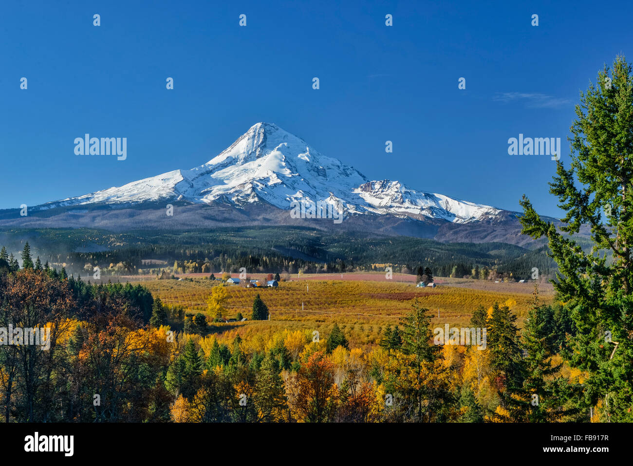 Montare il cofano e la valle vista dal Monte Cofano le aziende agricole biologiche, Hood River Valley, Oregon. Foto Stock