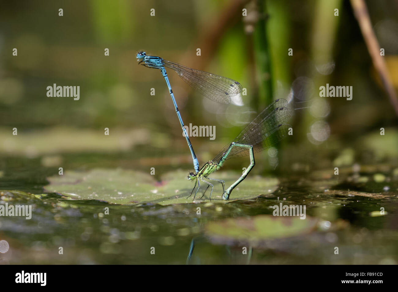 Azure Damselflies (Coenagrion puella) deposizione delle uova o ovipositiing sotto un Lilypad. Foto Stock