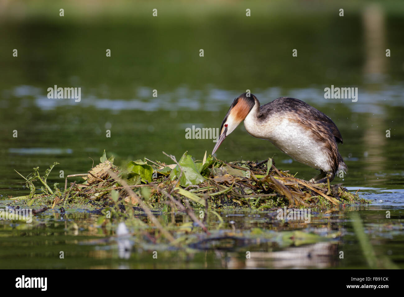 Svasso maggiore (Podiceps cristatus) disponendo la sua' uova nel nido durante la cova un cambiamento. Foto Stock