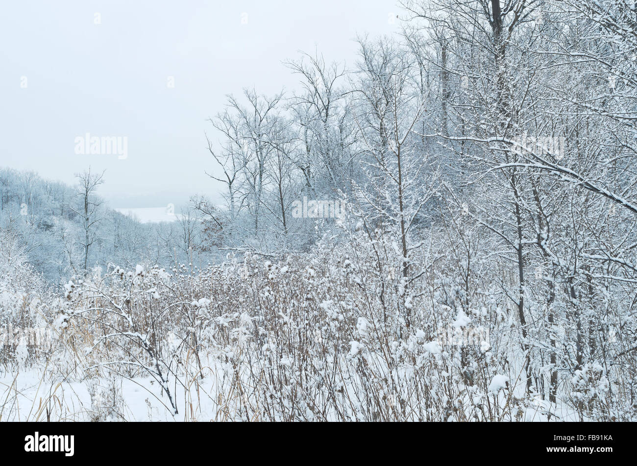 Le foreste e le praterie del paesaggio invernale a piegare Pine Bluffs e scientifico area naturale affacciato sul fiume Mississippi in inver g Foto Stock