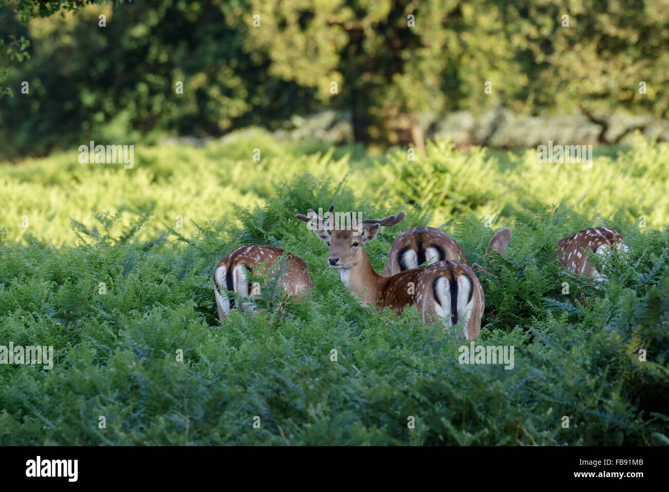 Daini (Dama Dama) rovistando tra le felci. Foto Stock