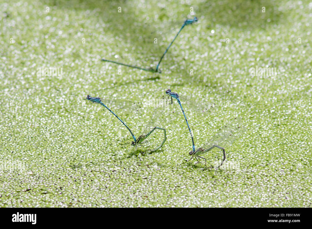 Azure Damselflies (Coenagrion puella) deposizione delle uova o ovipositing sotto l anatra infestante. Foto Stock