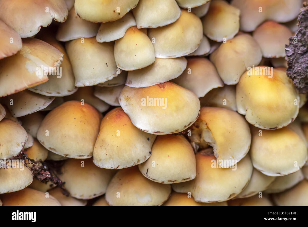 Ciuffo di zolfo di funghi (Hypholoma fasciculare) che cresce su un tronco di albero. Foto Stock