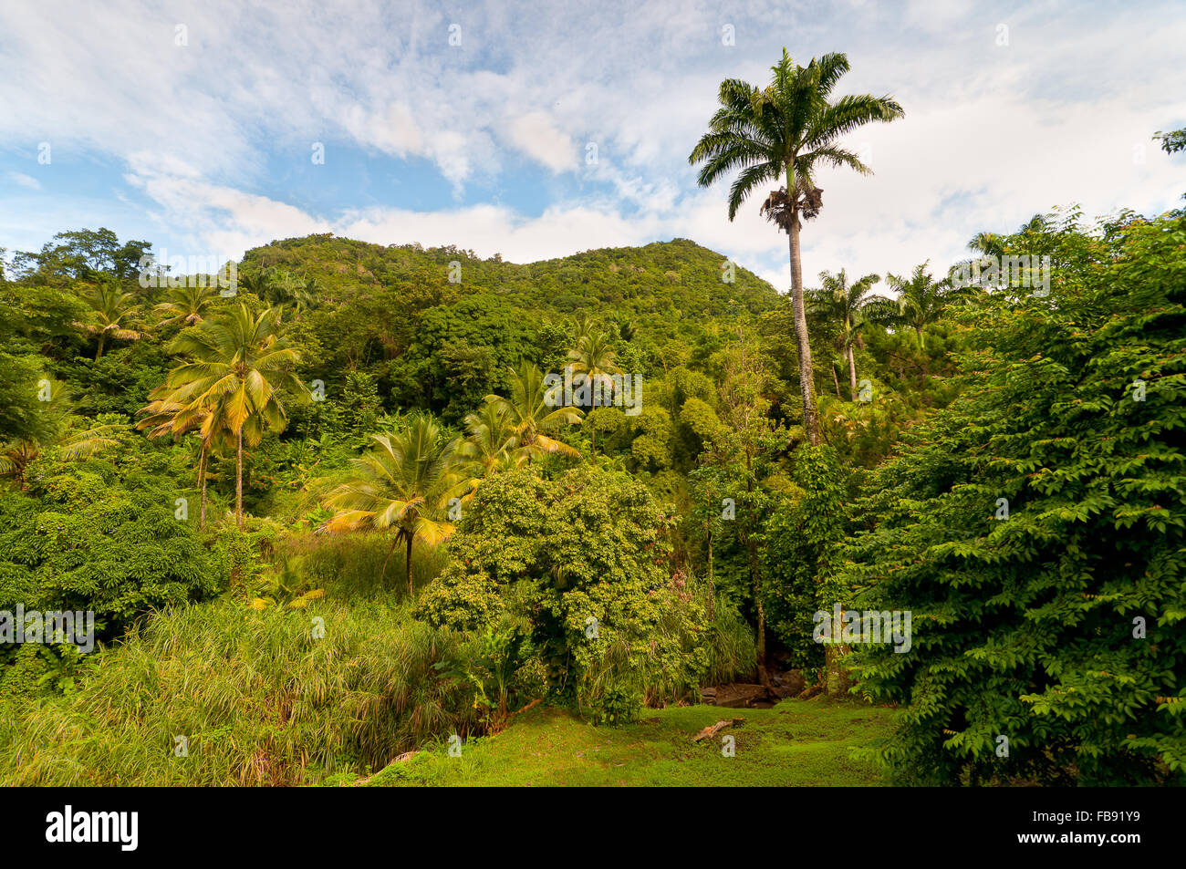 La foresta pluviale su Dominica Foto Stock
