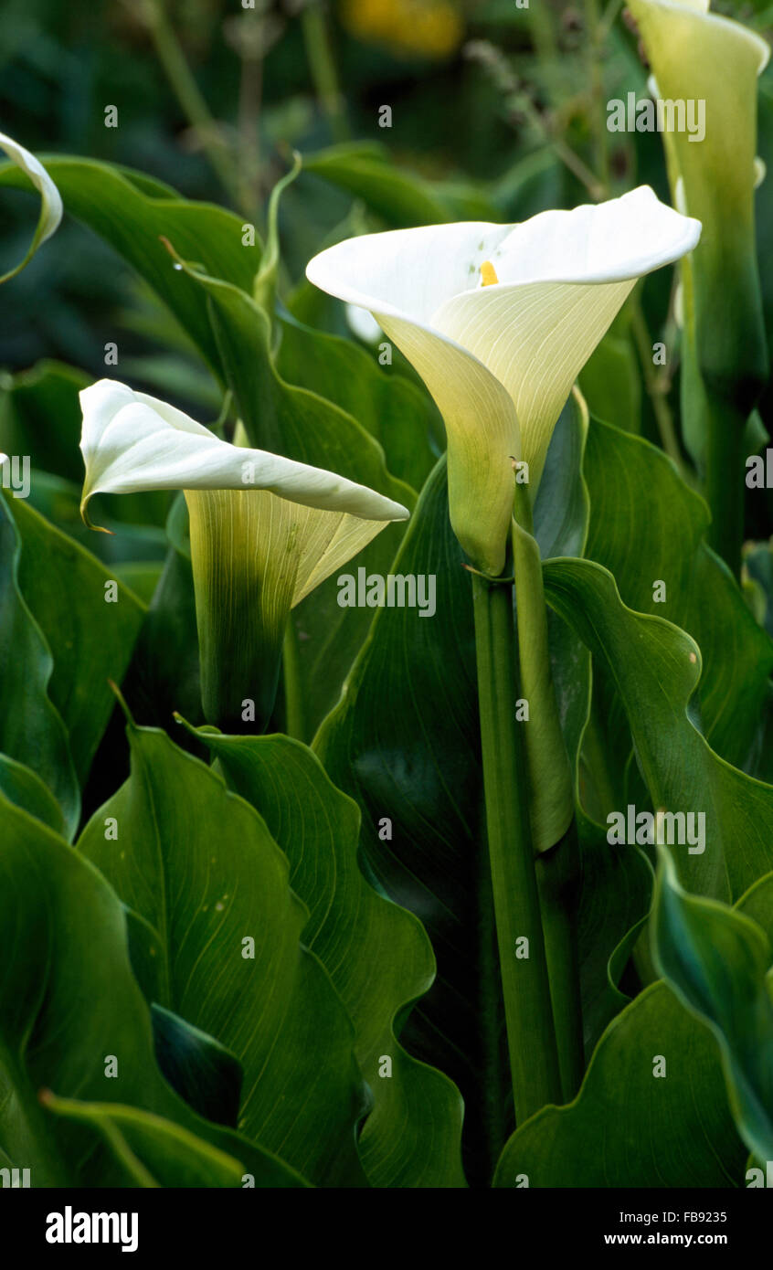 Close-up di Zantedeschia Foto Stock