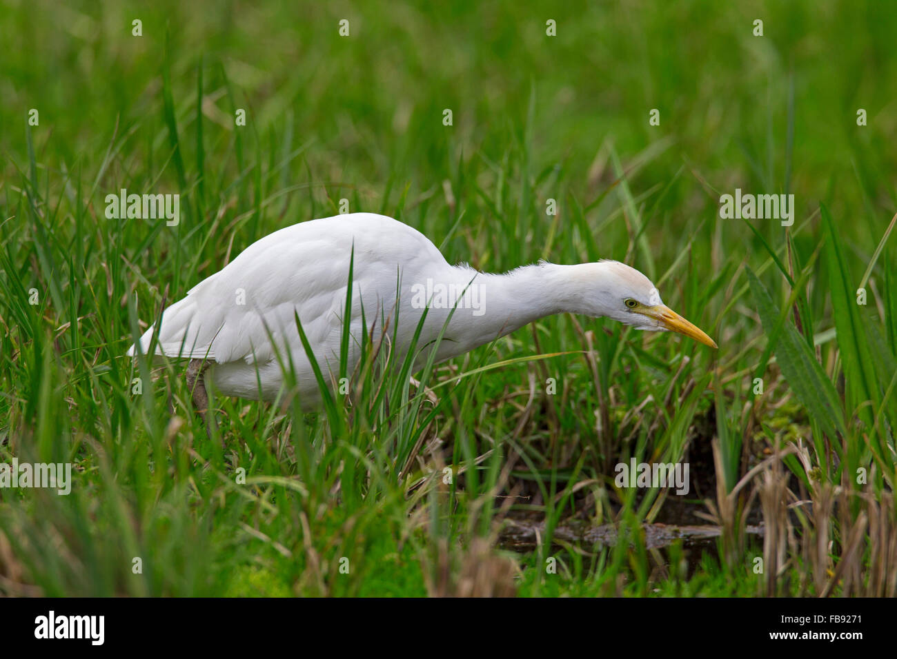 Airone guardabuoi / buff-backed heron (Bubulcus ibis / Ardea ibis) caccia in zona umida Foto Stock