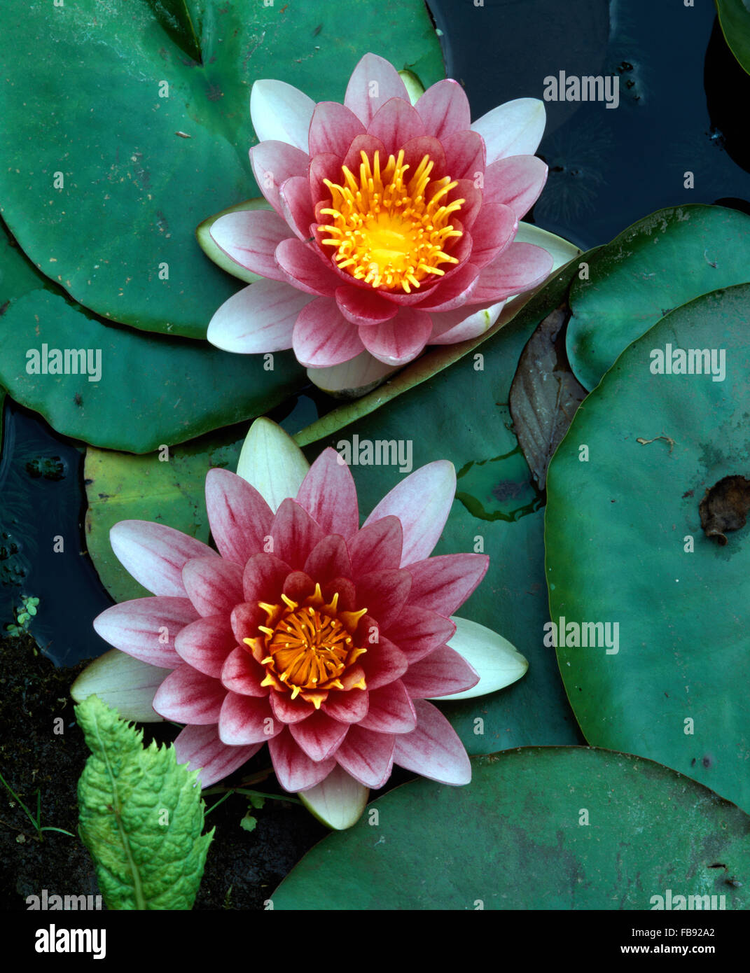 Close-up di waterlilies rosa Foto Stock