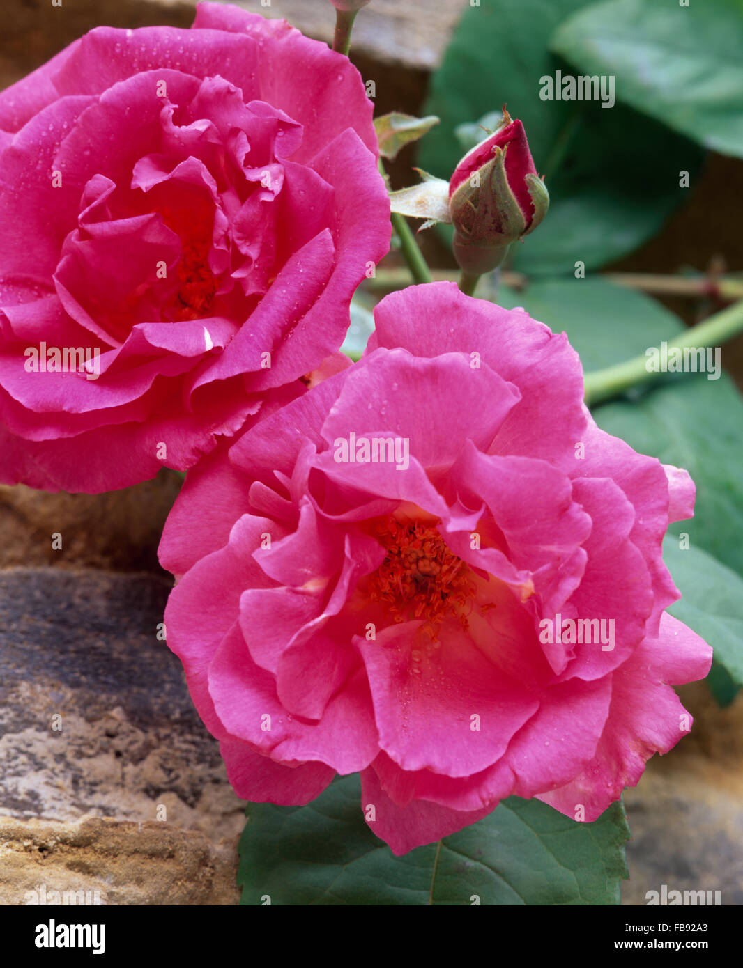 Close-up di deep pink roses Foto Stock