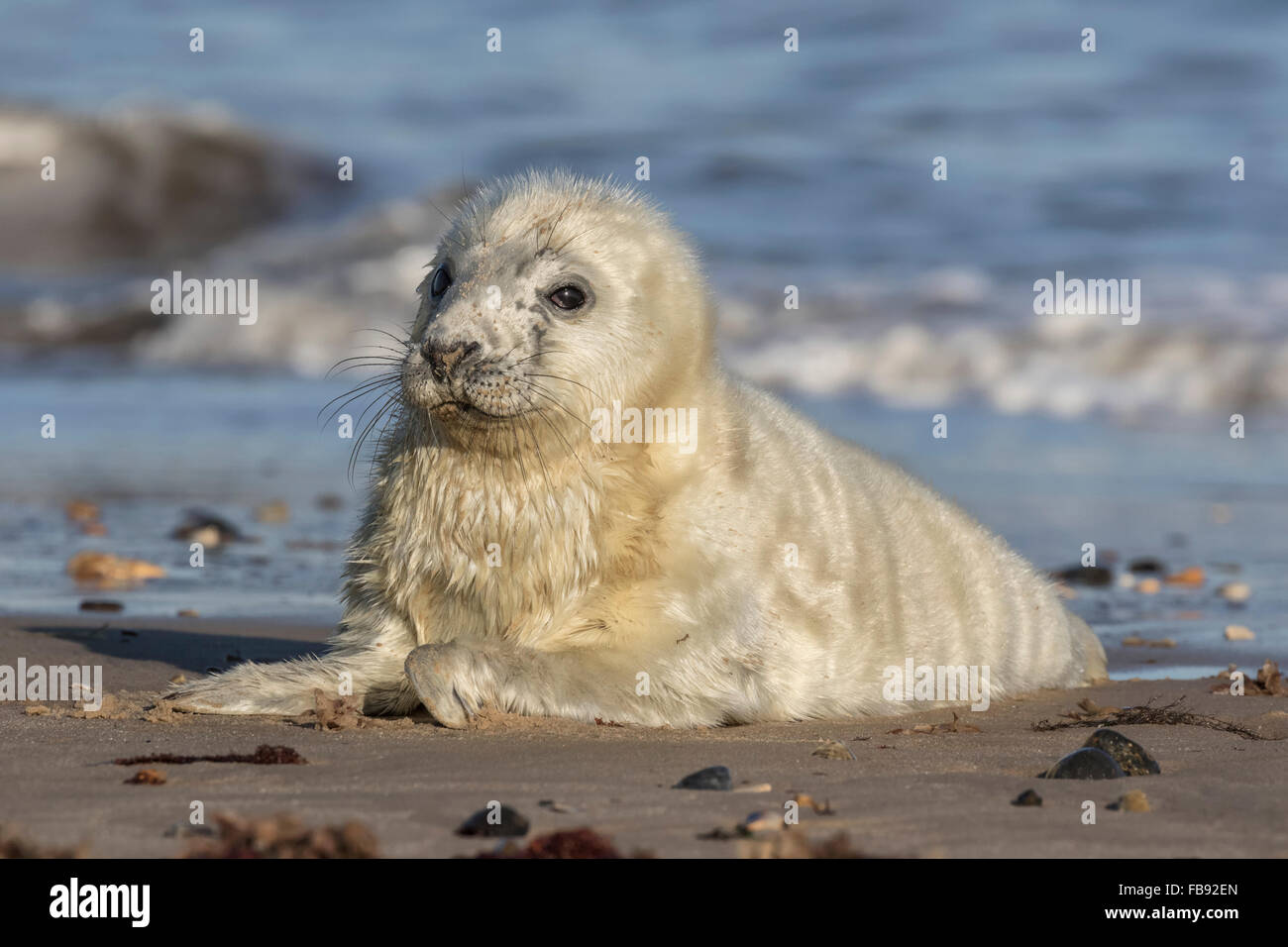 Atlantico guarnizione grigio Foto Stock