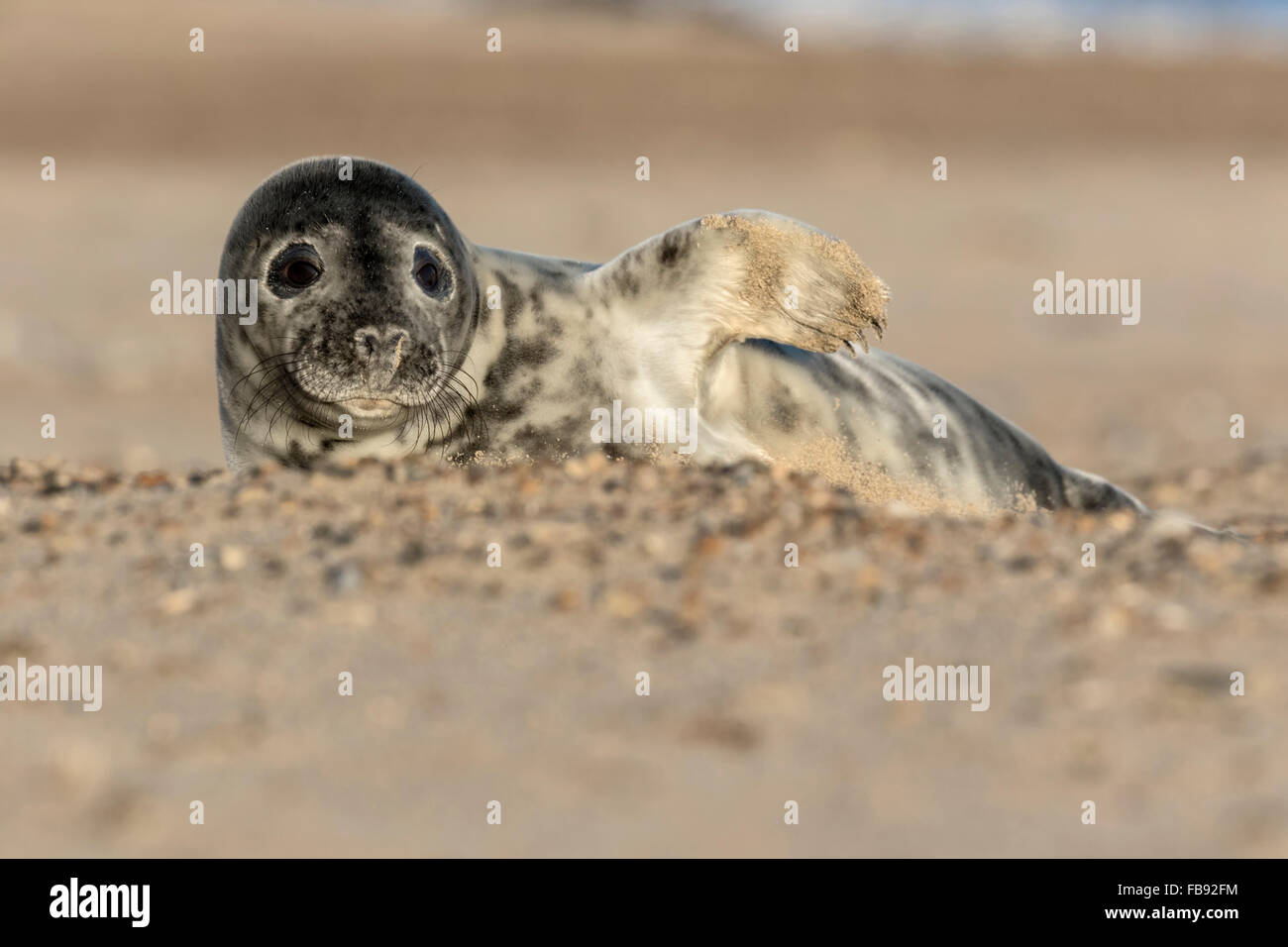 Atlantico guarnizione grigio - Halichoerus grypus Foto Stock