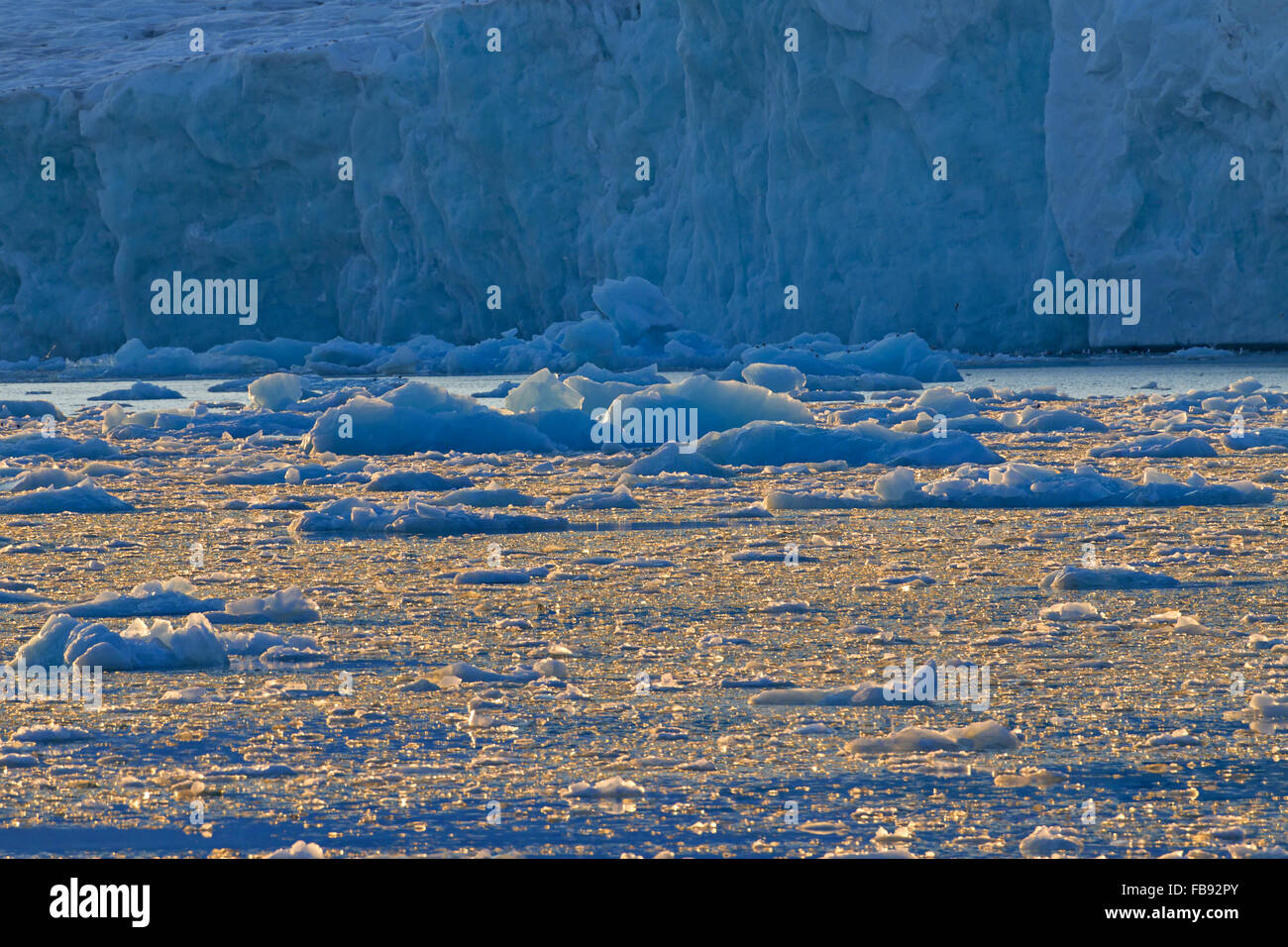 Ice floes partorito dal ghiacciaio Lilliehöökbreen deriva in Lilliehöökfjorden, ramo di fiordo di Krossfjorden, Spitsbergen, Svalbard Foto Stock