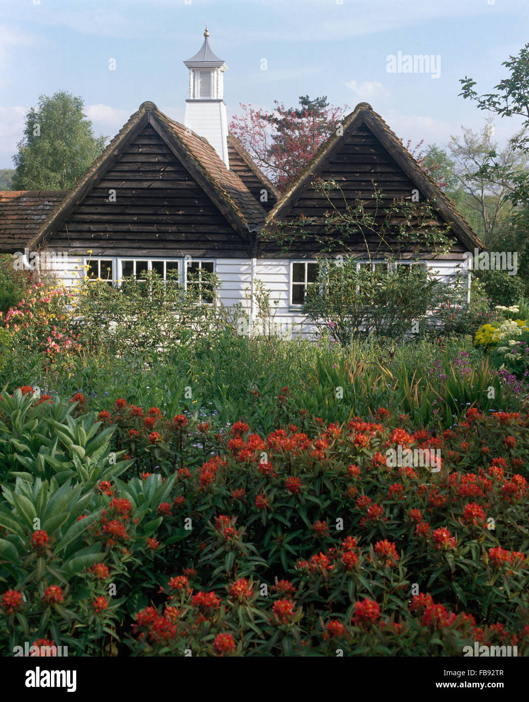 Euphorbia Fireglow crescendo in grande frontiera nel giardino di clapboard cottage Foto Stock