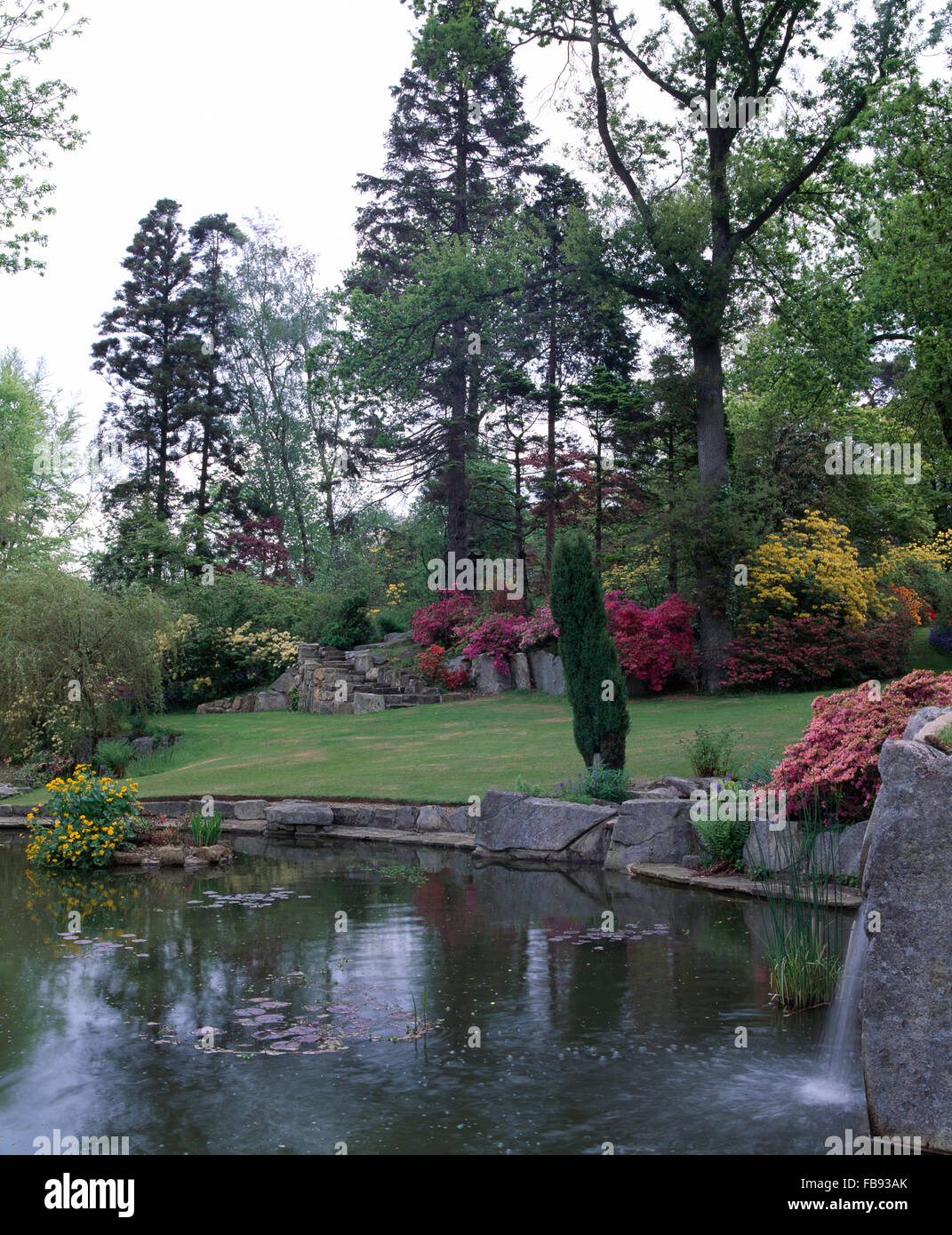 Rosa di rododendri e di alti alberi confinanti con prato che scende ad un piccolo lago in un paese grande giardino in primavera Foto Stock