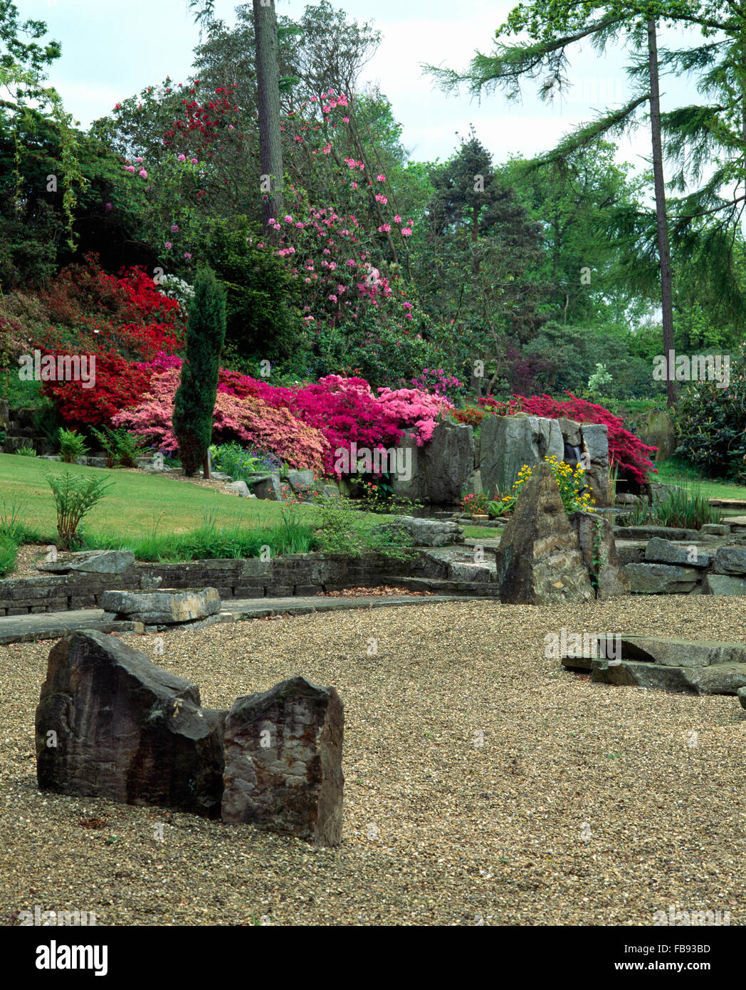 I monoliti di pietra in stile Giapponese area di ghiaia nel paese grande giardino con rosa luminoso rododendri Foto Stock