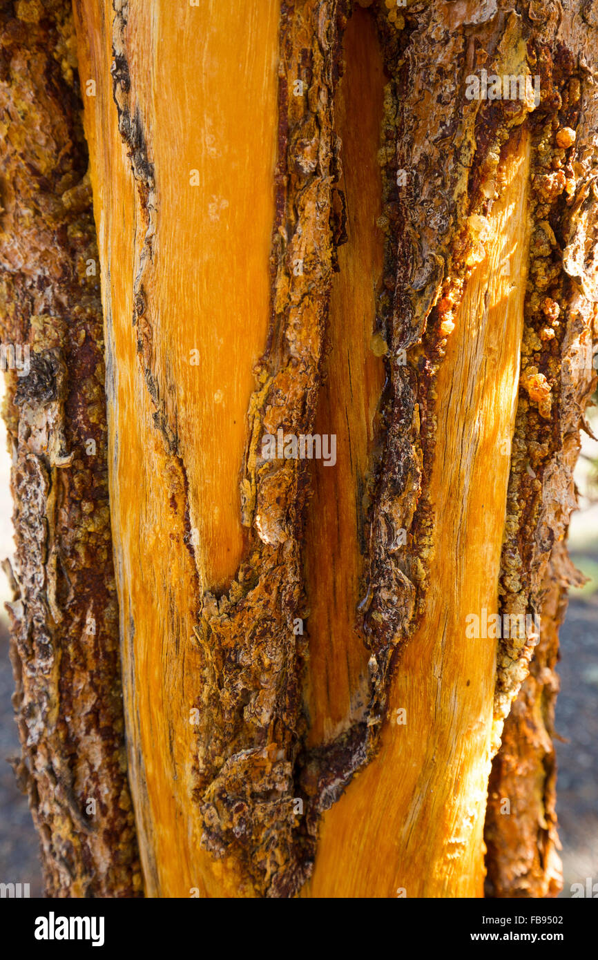 Orange alburno di Abete Englemann tree (Picea englemannii) con corteccia strofinato via dalle corna di bisonte, closeup, Yellowstone, Wyoming. Foto Stock