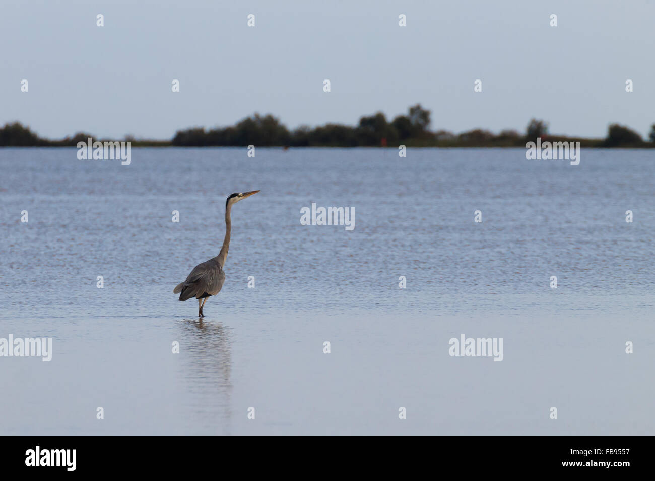 Airone cenerino all'interno di fiume Po laguna, paesaggio italiano. Carattere minimo panorama Foto Stock