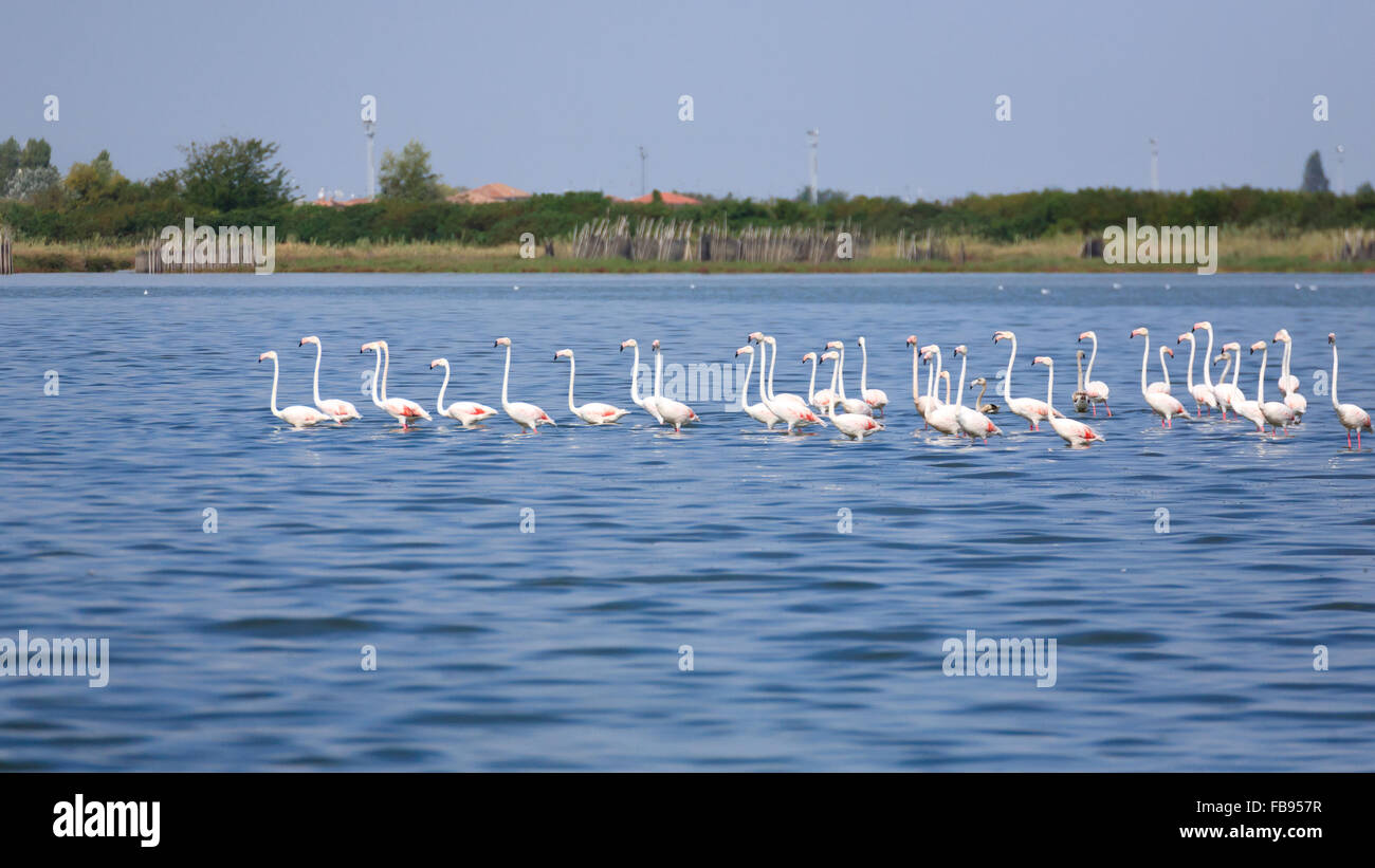 Stormo di fenicotteri rosa all'interno di acqua, da "Delta del Po', Italia Foto Stock