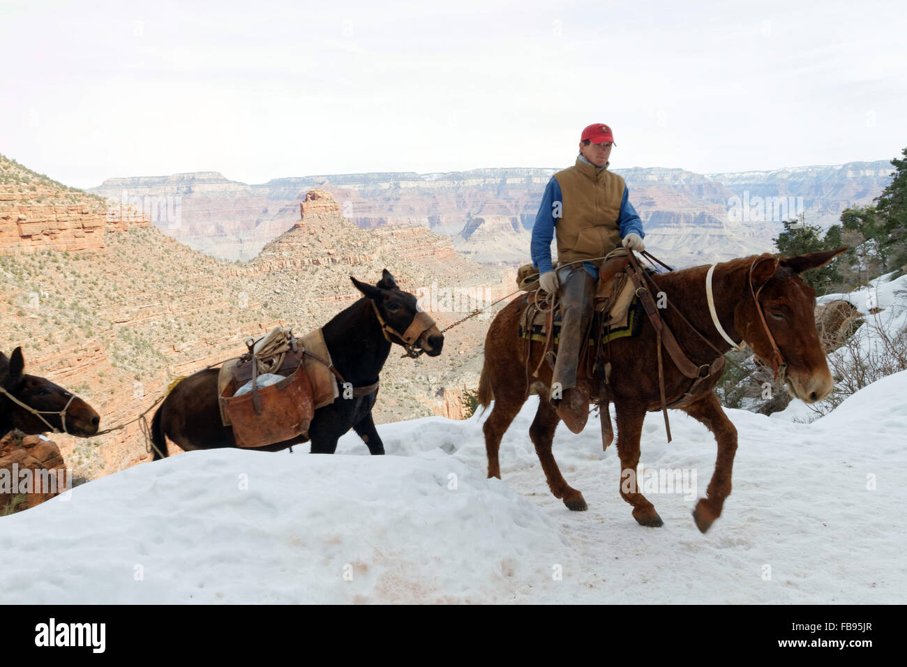 La magnificenza del Grand Canyon, l'America la meraviglia naturale. Un mulo treno nel canyon. foto di Trevor Collens Foto Stock