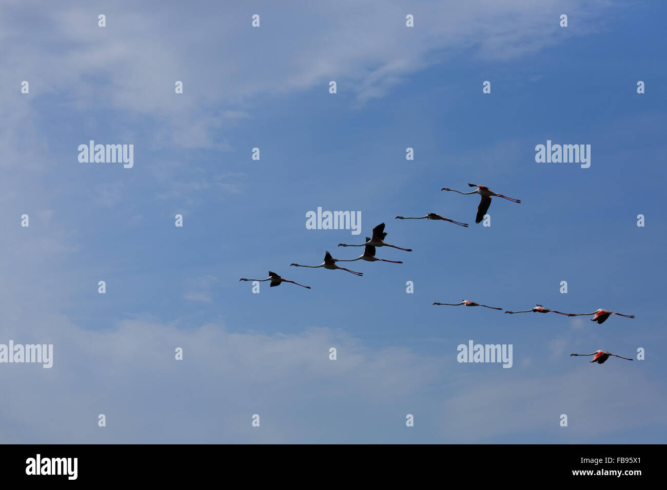 Stormo di fenicotteri rosa battenti, da "Delta del Po', Italia. Panorama della natura Foto Stock